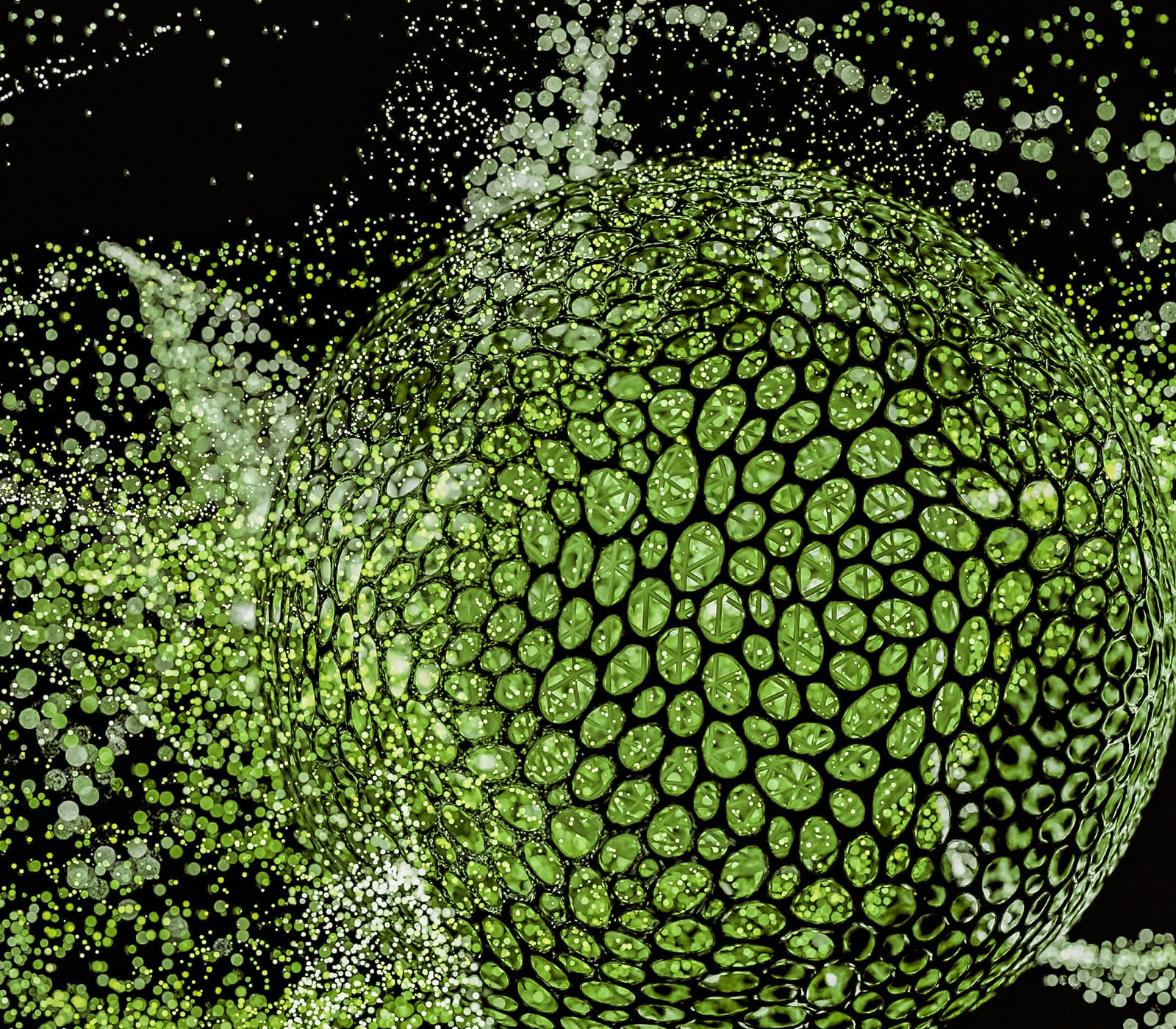 Cell Death: Apoptosis or Necrosis — biopharma development tools