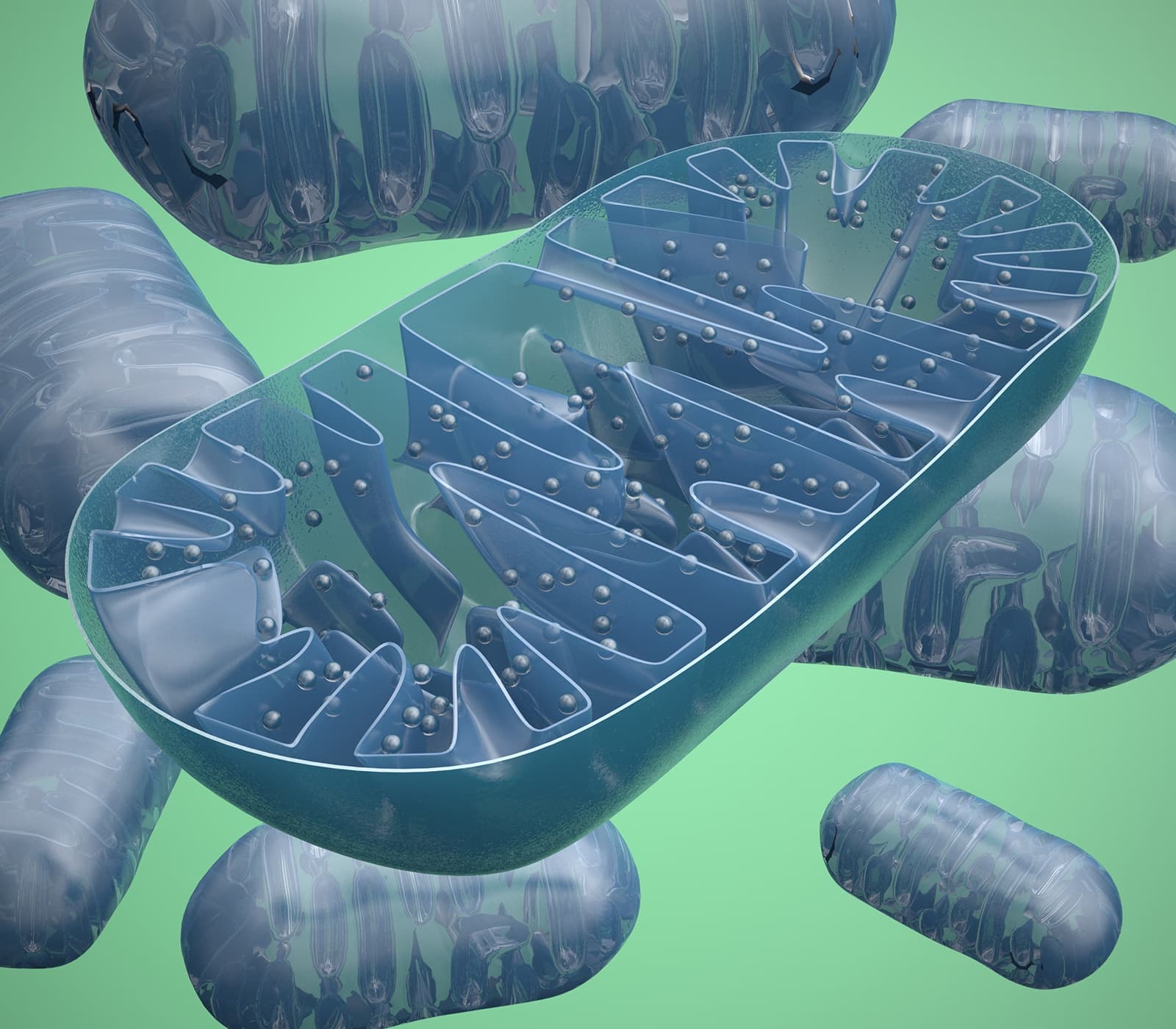 Mitochondrial Toxicity — biopharma development tools