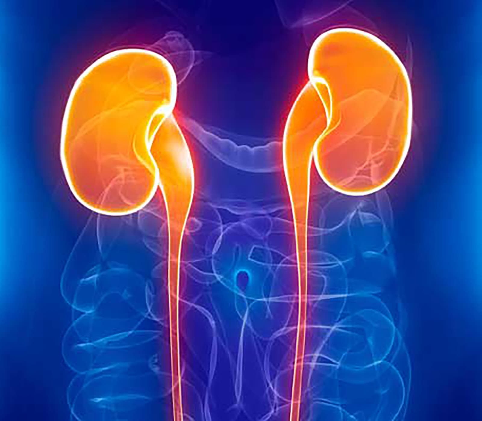 Nephrotoxicity — biopharma development tools