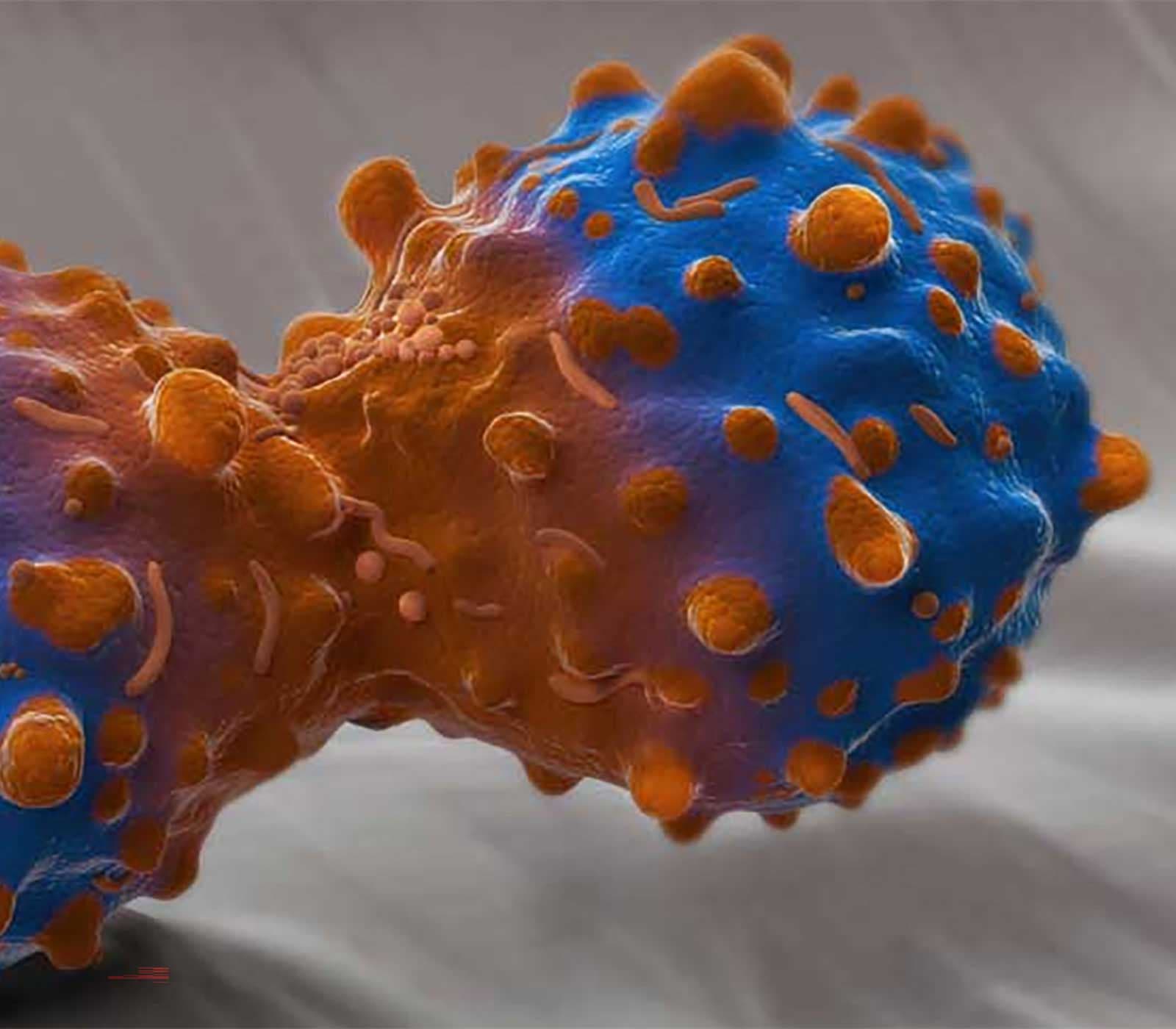 AKT Pathway Discovery research tools
