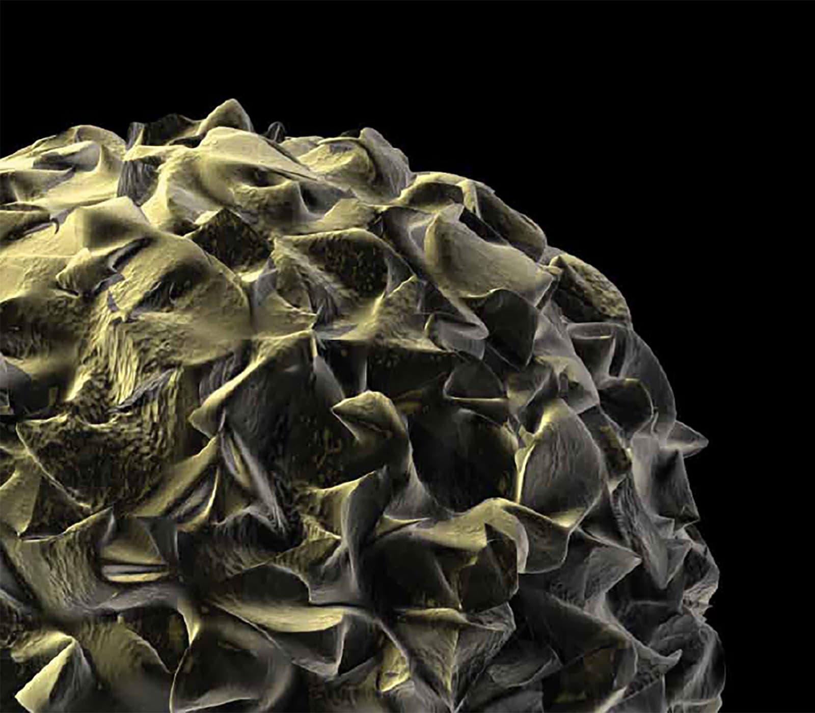 Apoptosis research tools