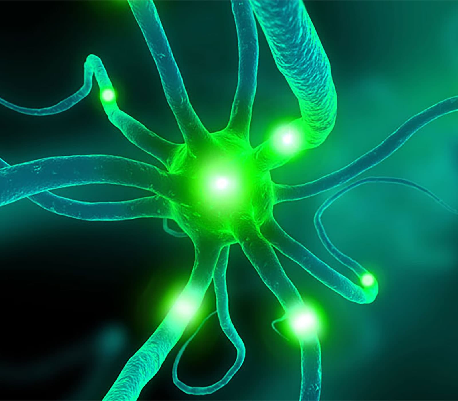 Worry-Free Neuroscience Antibodies research tools