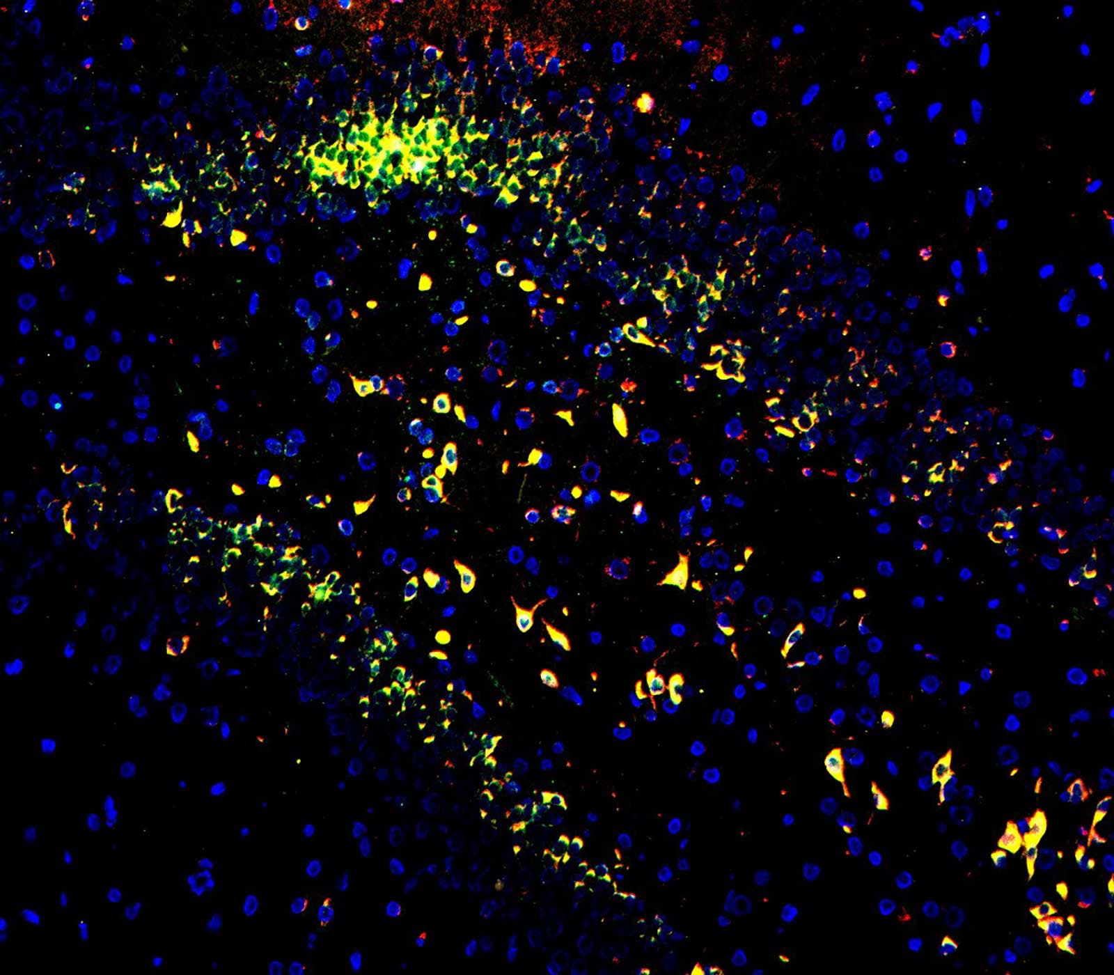 Multiplexing Solutions for Spatial Biology research tools